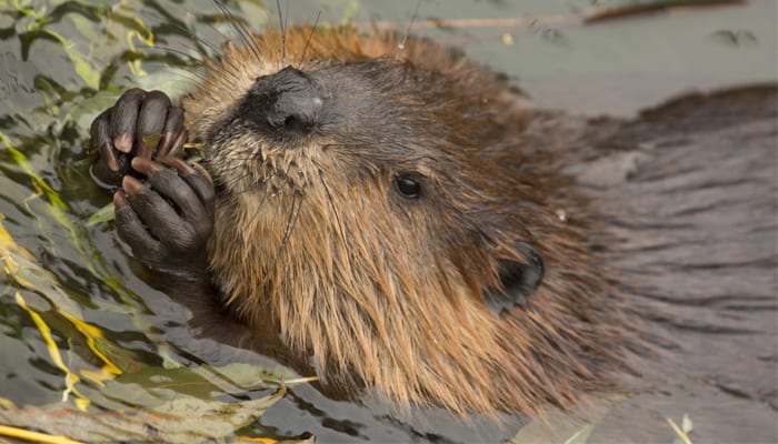 beaver